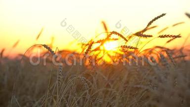 金色麦田，夕阳下的乡村.. 麦穗特写.. 麦田背景健康，阳光，收获