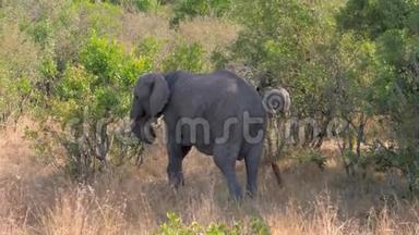 非洲野象家族与灌木丛中的