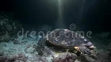 海龟宏观<strong>视频</strong>特写和潜水员在干净的<strong>海底</strong>水下。