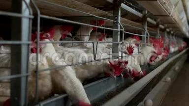 养鸡的家禽<strong>养殖场</strong>，鸡蛋经过运输、工厂、农场