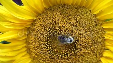 美丽的蜜蜂<strong>采蜜</strong>从明亮和显示黄色的葵花头。