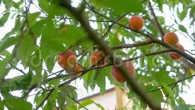成熟的桃子挂在桃树上的树枝上。 水果农场。 背景有成熟的果实和绿叶