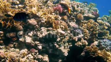 彩色珊瑚礁海底照明器及热带鱼群4k视频