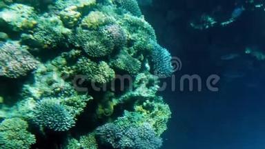 彩色珊瑚礁<strong>海底</strong>照明器及热带鱼群4k<strong>视频</strong>