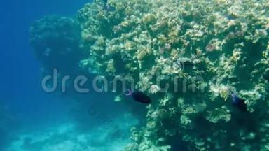 彩色珊瑚礁<strong>海底</strong>照明器及热带鱼群4k<strong>视频</strong>
