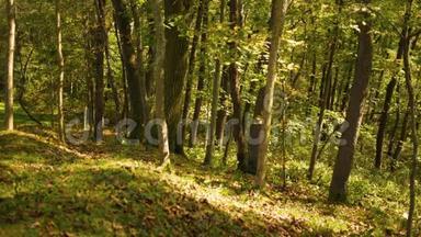 秋季森林系列-初秋在山坡上的叶子