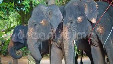 大象公牛拍着耳朵保持冷静。 骑大象穿过亚洲的丛林，旅行和旅游