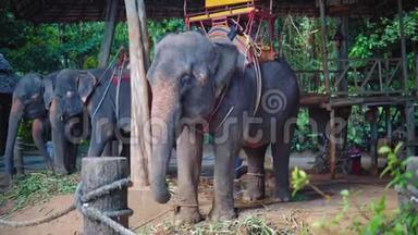 亚洲的大象农场，旅行者和游客骑大象穿过丛林，狩猎