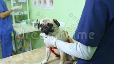 兽医用橡胶手套检查狗的感觉，检查耳朵，眼睛，牙齿..