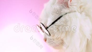 国内soigne科学家猫在粉色背景墙上摆姿势.. 透明圆形白色蓬松小猫的近景