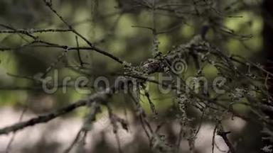 青苔老干枝特写.. 库存录像。 长满青苔的树枝在阴暗的森林里随风摇曳. 老了