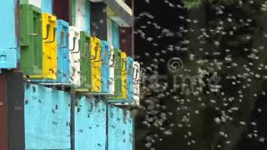 蜜蜂开着门飞向彩色家蜜蜂
