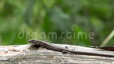<strong>蜥蜴</strong>坐在木头上，绿色模糊的背景