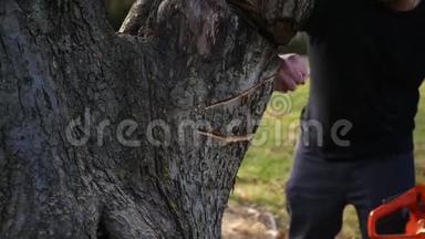 一名工人用电锯将树干标记好后，检查树干的底部