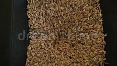 将小麦粒倒入<strong>检测</strong>装置中，测定小麦粒的品质