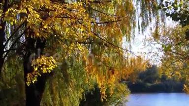 秋天的黄树，在<strong>河边</strong>或湖边的<strong>公园</strong>的树枝上有叶子