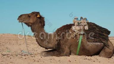 沙漠中的贝都因骆驼靠近沙滩。 长着大牙齿的罗马骆驼