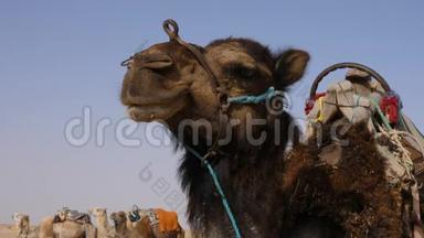 野生沙漠中棕色<strong>骆驼</strong>的头靠近。 撒哈拉沙漠中的<strong>骆驼</strong>