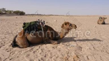 沙漠中的沙漠中躺在沙子上的骆驼。 撒哈拉沙漠中贝都因骆驼的牧民。 全景拍摄
