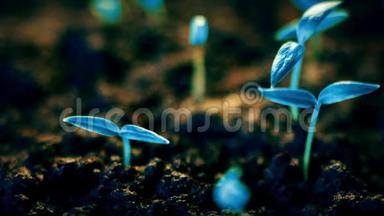 蓝色植物生长，未来派星球，新生命萌发，生长现代概念..