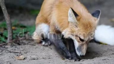 可爱的家狐狸在户外<strong>挖洞</strong>