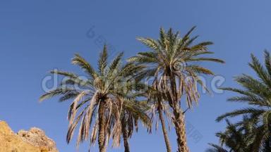 夏季棕榈树映蓝天，低视角