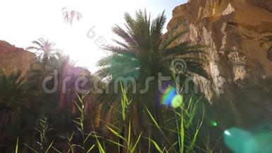 撒哈拉沙漠峡谷的切比卡绿洲棕榈树上太阳耀斑