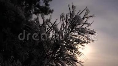云杉针叶覆盖着海霜，在冬季阳光的背景下，松枝的轮廓。 特写镜头。 在