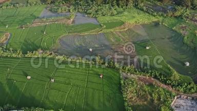 绿色水稻梯田和有农作物的农业用地.. 有稻田的农田，农村的农作物