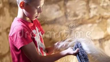 在马厩里，在农场里，男孩，孩子会照顾一匹马，用特殊的刷子梳尾巴，刷尾巴。