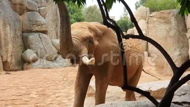 非洲<strong>大象</strong>走在大<strong>石头</strong>和岩石之间的动物园。