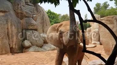 非洲<strong>大象</strong>走在大<strong>石头</strong>和岩石之间的动物园。