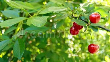 美丽的红色樱桃浆果和绿叶。 风吹得叮当作响。 森林里阳光明媚的一天
