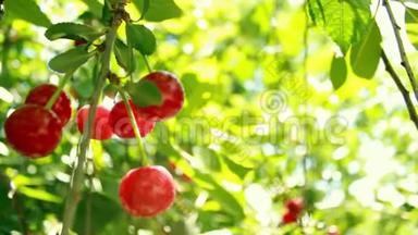 美丽的红色樱桃浆果和绿叶。 风吹得叮当作响。 森林里阳光明媚的一天
