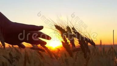 那个女人`手摸麦子。 一个女人和小麦的手在夕阳下缓慢地弹出特写镜头