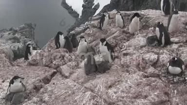 南极岛上的<strong>企鹅</strong>混合群