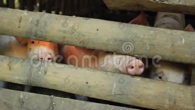 在泰国北部的一个小农场里，小可爱、脏兮兮的小猪把它们的鼻子<strong>推出</strong>来等待食物