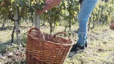 农夫从葡萄园的一棵树上摘红葡萄，放进柳条<strong>筐子</strong>里