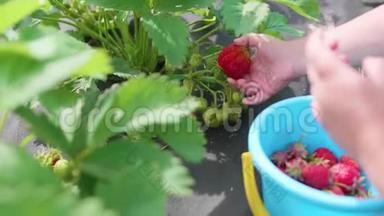 孩子收集红色浆果维多利亚。 轻轻地打破浆果，把它放在一个孩子`桶里。 在花园里收获