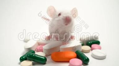 白色实验室小鼠附近多色片.. 概念----药物开发和试验、医学研究