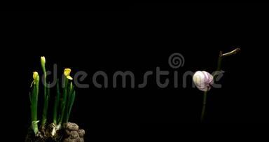 一组盛开的水仙花和兰花，一组两个时间图