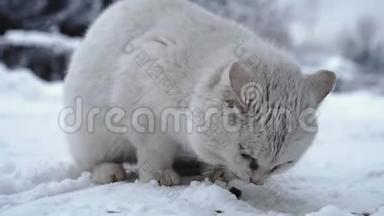 俄罗斯村庄寒冷的天气里，家猫在雪地上吃干猫粮