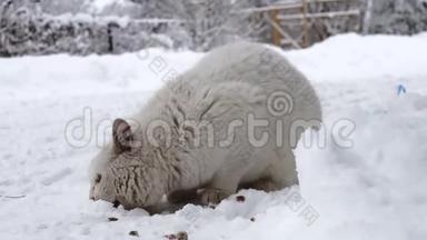 俄罗斯村庄寒冷的天气里，家<strong>猫</strong>在雪地上吃干<strong>猫粮</strong>