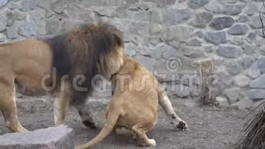 主题动物哺乳动物食肉繁殖与<strong>圈养</strong>繁殖。 非洲狮子和狮子的爱情游戏