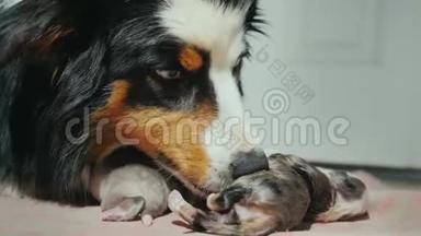 澳大利亚牧羊犬的肖像，轻轻地舔一只新生的小狗。 照顾后代