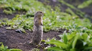 毛茸茸的地鼠从洞里爬出来。 阳光明媚的一天，可爱的地鼠坐在绿色的草地上