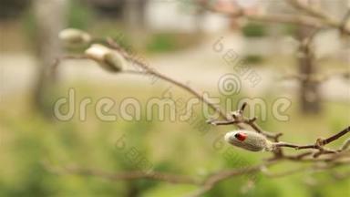 红色瓢虫在蓬松的白玉兰上爬行