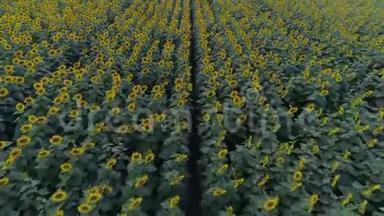 一排排向日葵，缓慢地在田野上飞舞着黄色的开花植物