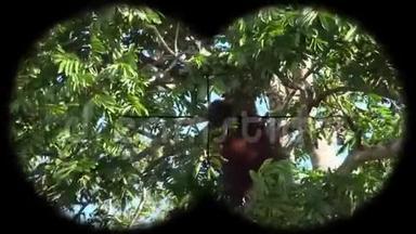猩猩猴子Pongo透过望远镜看到。 观看野生动物野生动物园