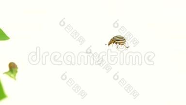 科罗拉多甲虫在白色背景下跑到一丛土豆旁
